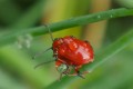 Cardinaux sous la pluie